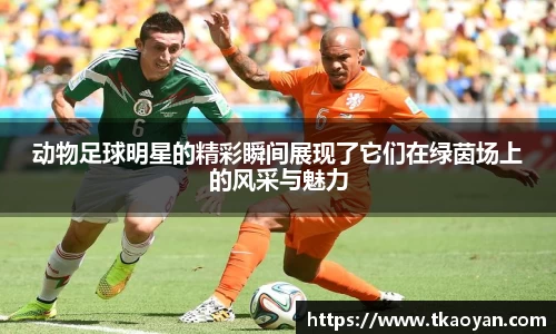 动物足球明星的精彩瞬间展现了它们在绿茵场上的风采与魅力